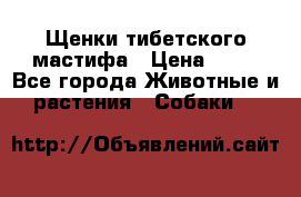 Щенки тибетского мастифа › Цена ­ 80 - Все города Животные и растения » Собаки   